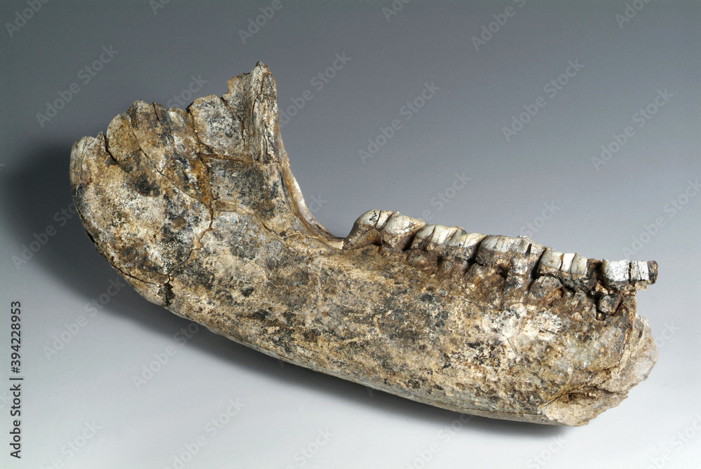 mandibola e denti Stock Photo Adobe Stock