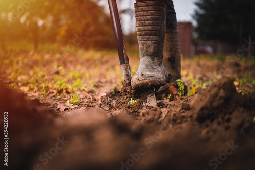 Worker digs soil with shovel in colorfull garden, workers loosen black dirt at farm, agriculture concept autumn detail. Man boot or shoe on spade prepare for digging.