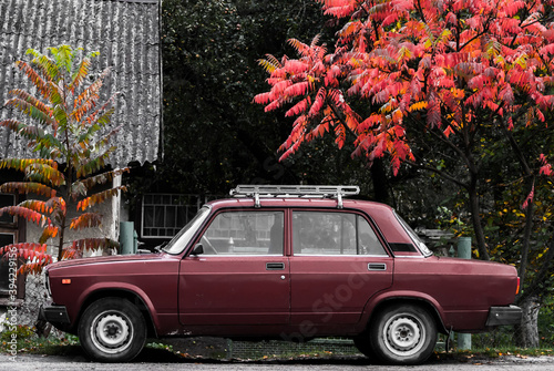 Old red car and tree with red leaves. Retro car made in USSR.