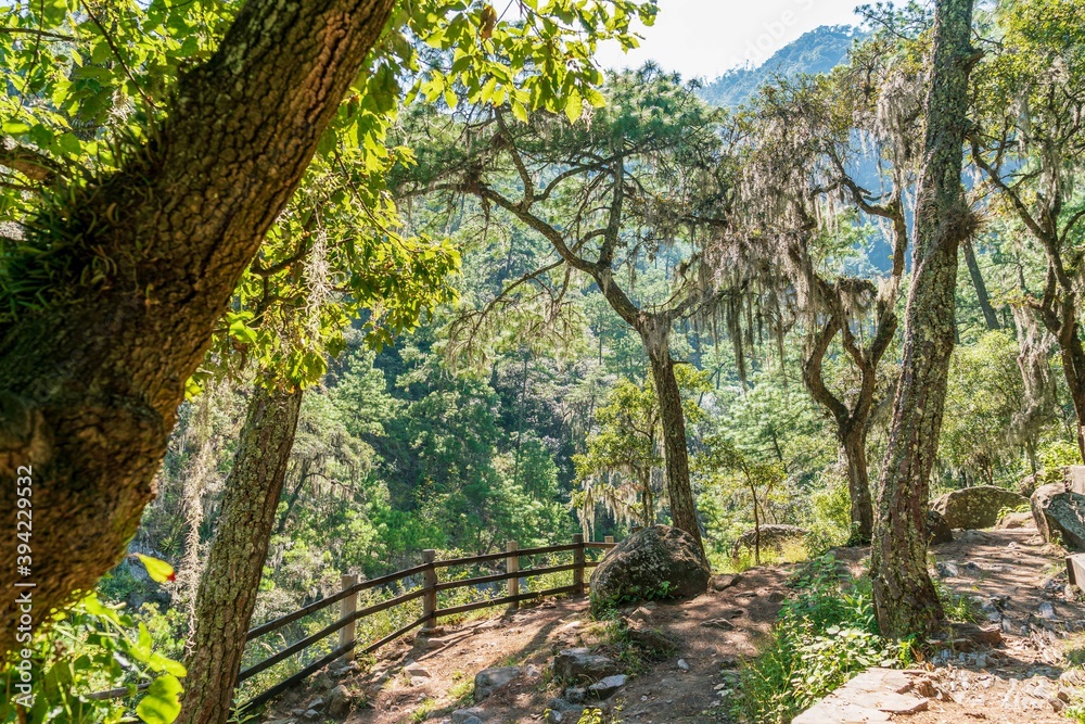 Magic forest sunny day Magic forest sunny day