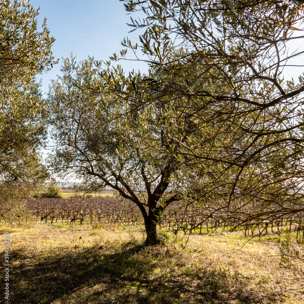 olive grove olive grove