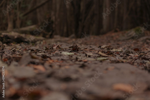 road in the forest