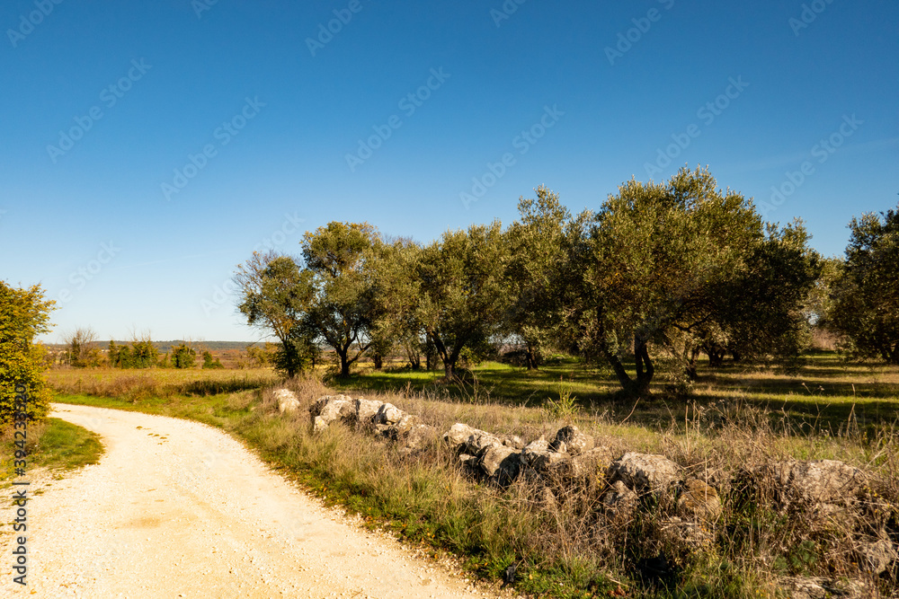 Fototapeta premium olive grove and country road