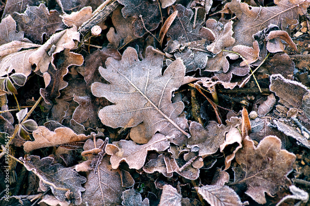 Frozen leaves on the ground, covered with ice crystals. Frosty autumn or winter day. Idea of the hoarfrost.
