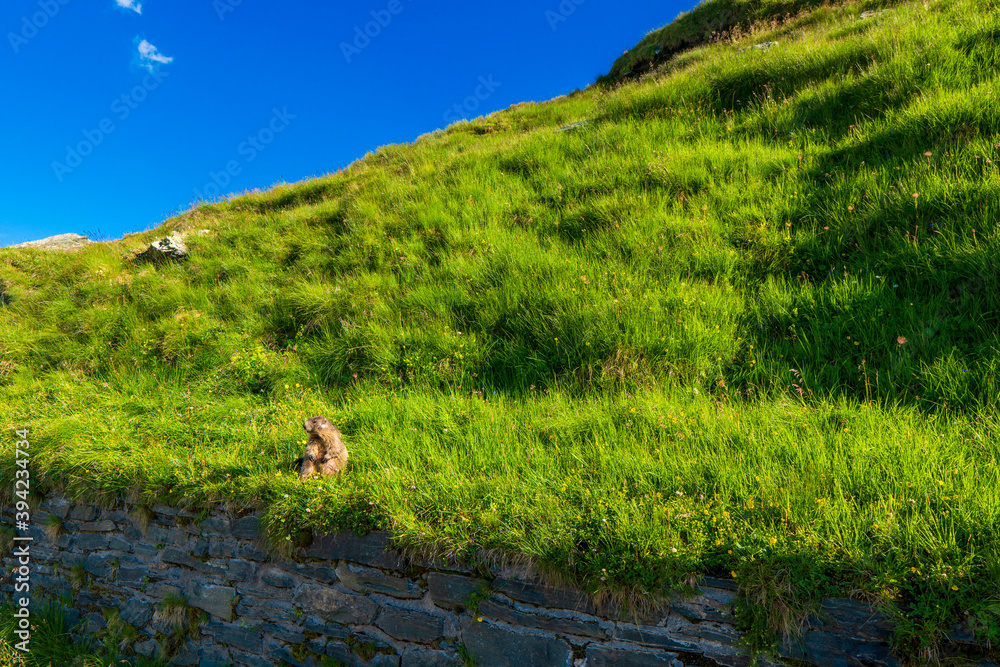 Alpine Marmot Marmota Marmota Austria Alps Mountains Alpine Marmot Marmota Marmota Austria Alps Mountains