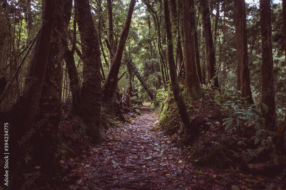 mystic tropical forest in Azores islands