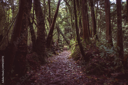 mystic tropical forest in Azores islands