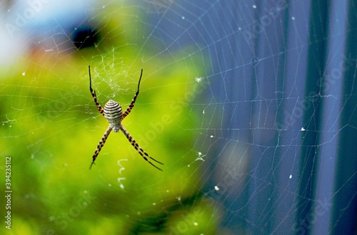 spider on a green background