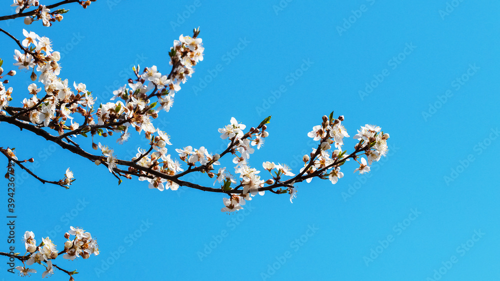 Plum branch with white flowers on a background of blue sky Plum branch with white flowers on a background of blue sky