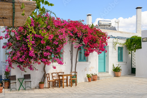 Blooming bougainvillea flowers on street in Lefkes village on the island of Paros. Cyclades, Greece photo