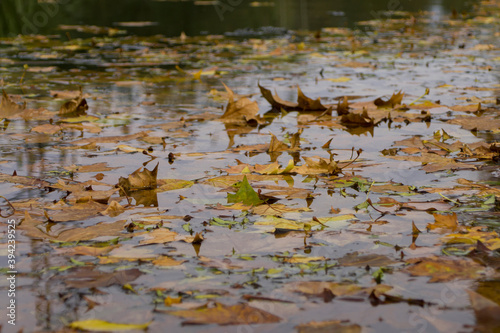 Hojas de otoño sobre el agua © carlos
