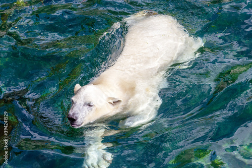 Front view of a young polar bear while swimming, Ursus maritimus