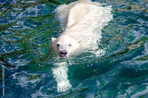 View of a young polar bear while swimming, Ursus maritimus