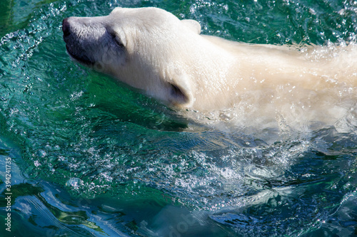 Side view of a young polar bear swimming, Ursus maritimus