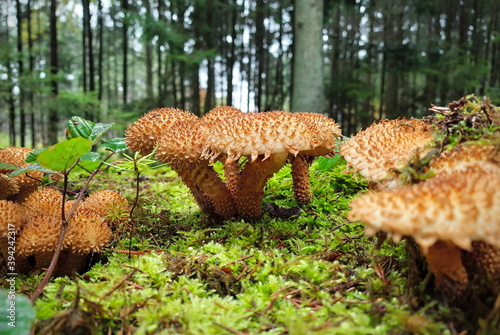 Group of Shaggy scalycap, ot shaggy Pholiota, growing in thw woods
 photo