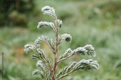 background image green Christmas tree branches with needles on a macro scale covered with frost