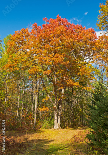 Massive Oak in Fall Colors
