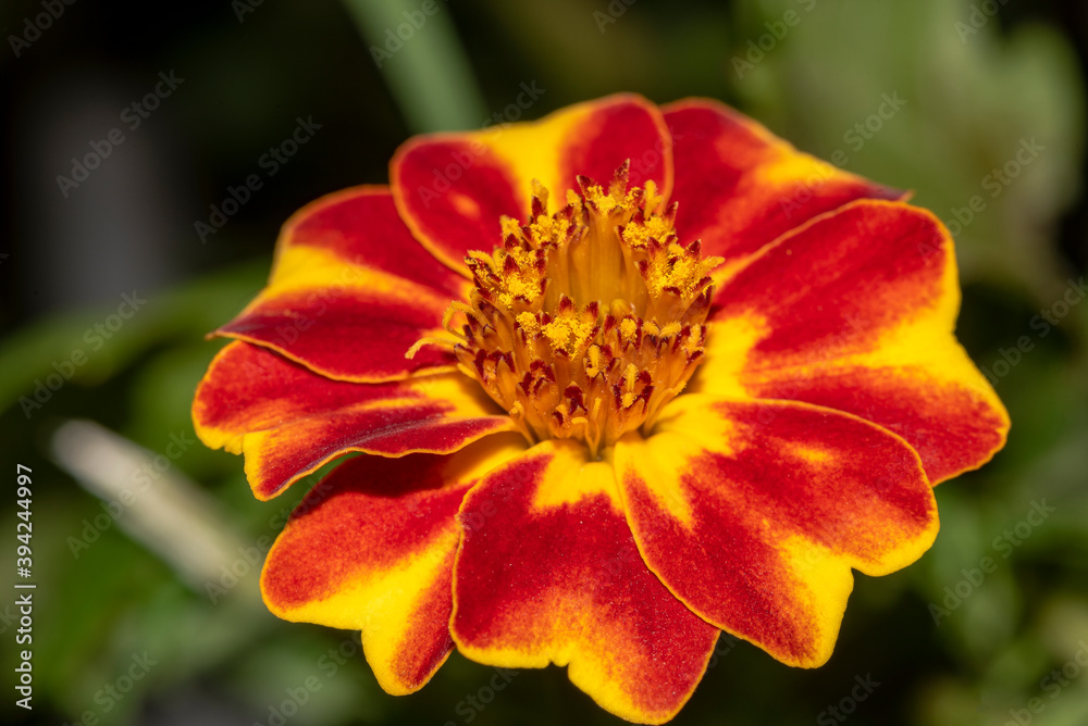 Beautiful Marigold flower in the summer garden. Mix yellow and red flower. Beautiful Marigold flower in the summer garden. Mix yellow and red flower.