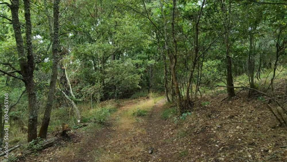 Punto de vista de una caminata por una vereda en un bosque verde y marrón. Pov paseando por un camino entre árboles con una cámara estable. Punto de vista de una caminata por una vereda en un bosque verde y marrón. Pov paseando por un camino entre árboles con una cámara estable.