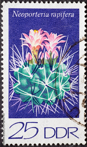 GERMANY, DDR - CIRCA 1974: a postage stamp from Germany, GDR showing a flowering hedgehog cactus (Neoporteria rapifera) photo