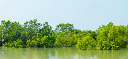 Mangroves in the Ganges Delta in Sundarbans area, India.