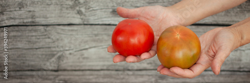 Hands hold two ripe juicy tomatoes.