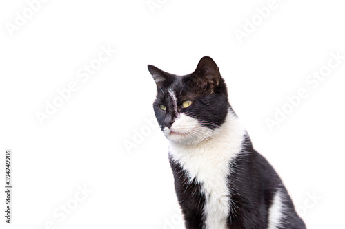 cat in black and white color and white isolated background
