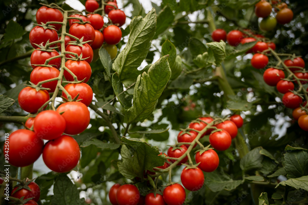 Beautiful red ripe cherry tomatoes