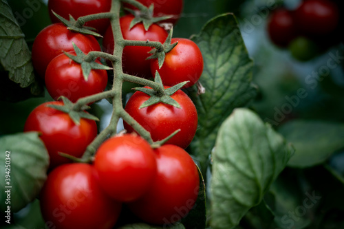 Beautiful red ripe cherry tomatoes
