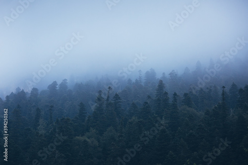 Foggy forest landscape in the mountains