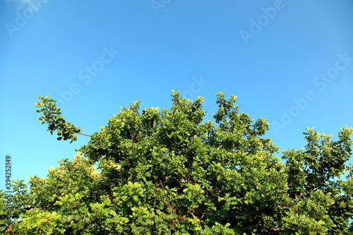 The top of an Oak tree in front of blue sky, when the branches moving with the strong wind. Sharp leaves with more than one green colours, with an open view to use as a cover page.