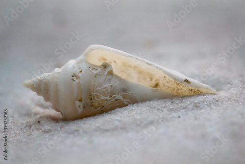 Eine am Strand liegendes Schneckengehäuse, Muschelgehäuse.