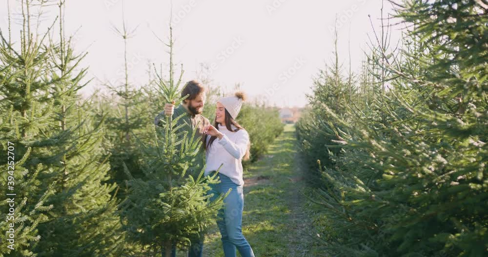 Good-looking in high spirits contented young couple enjoying selected fir tree from forestry during preparation for holidays,slow motion Good-looking in high spirits contented young couple enjoying selected fir tree from forestry during preparation for holidays,slow motion