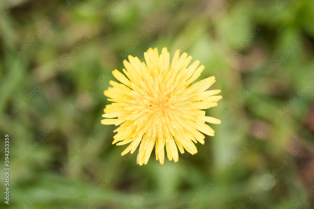 Detail of a wild yellow dandelion Detail of a wild yellow dandelion