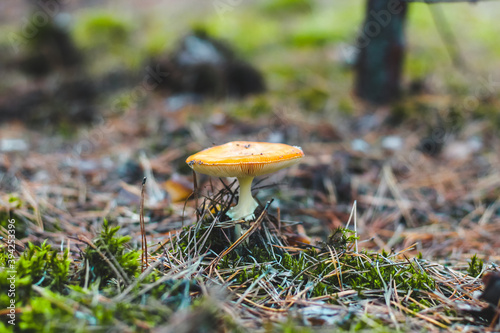 Old poisonous mushroom amanita with an orange cap in the forest..Fly agaric danger to mushroom pickers