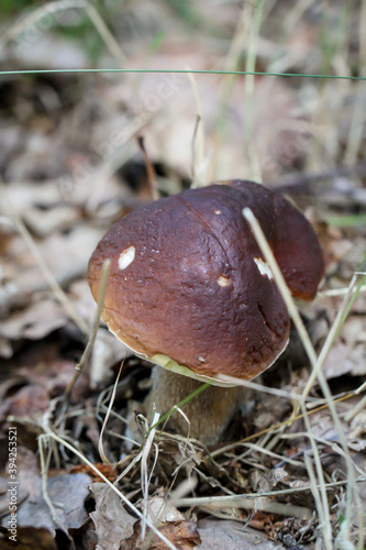 Ein Steinpilz in einem Wald. Steinpilze sind gute Speisepilze. photo