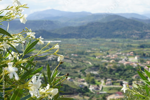 flowers in the mountains