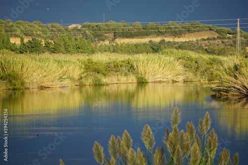 reeds on the river