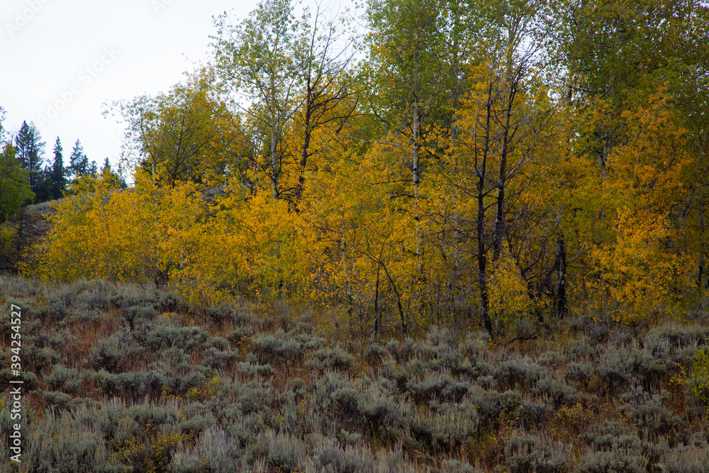 Fototapeta premium Colorful Fall Trees