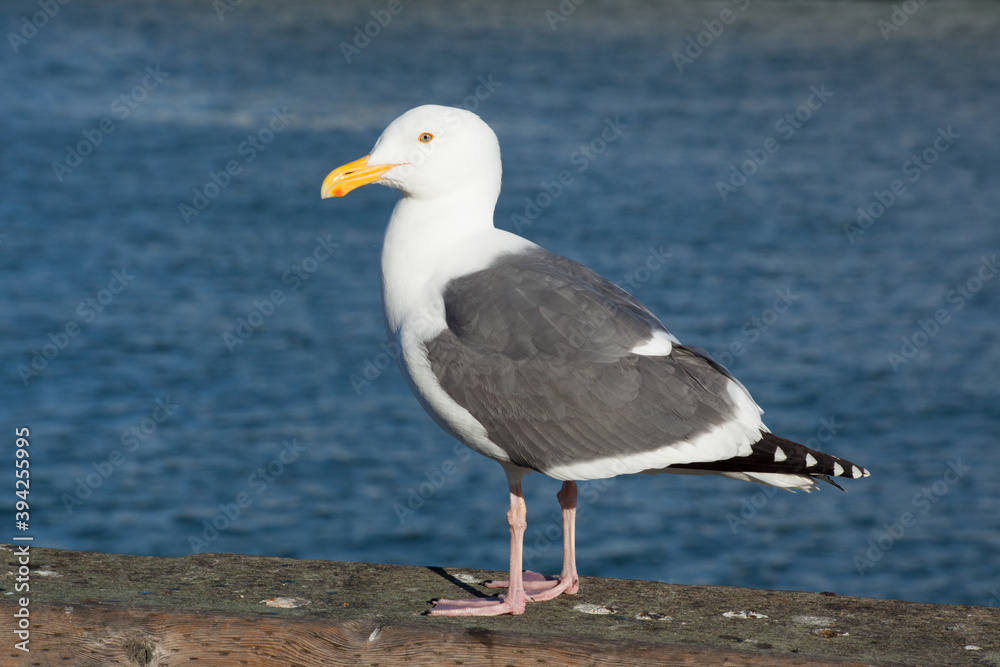 Seagull at the ocean