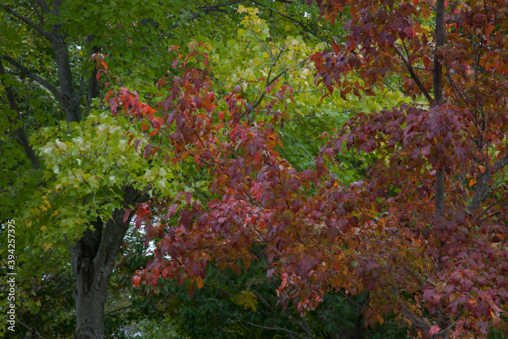 Colorful Fall Trees