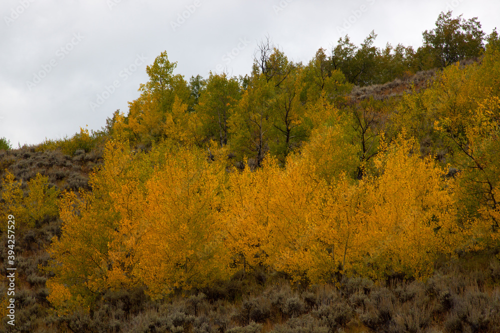 Fototapeta premium Colorful Fall Trees