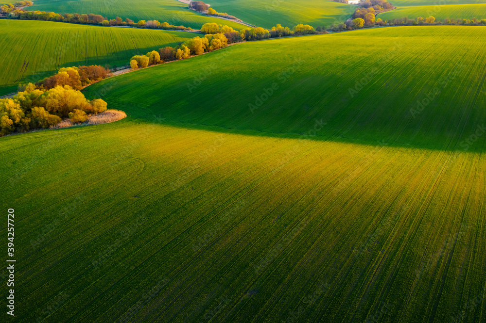 Obraz premium Abstraction agricultural area and green wavy fields in sunny day. Aerial photography, top view drone shot.