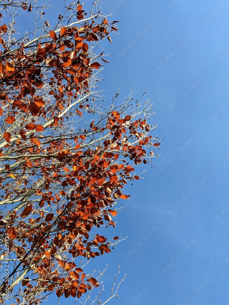An autumn tree with red flowers is reaching to perfectly blue sky. An autumn tree with red flowers is reaching to perfectly blue sky.