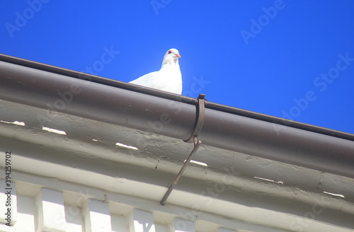 white dove on the roof