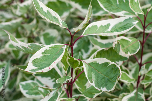 Weeping fig, benjamin fig, ficus tree outdoors leaves close up. Ficus benjamina small tree outdoors landscape design.