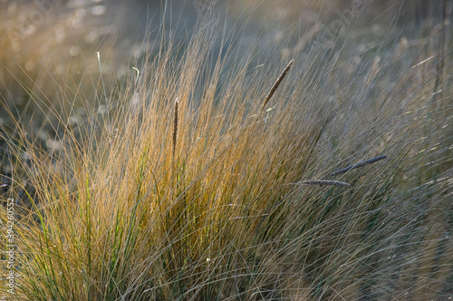 Delikatne trawy pochylone od wiatru rosnące w dużych skupiskach na polanie