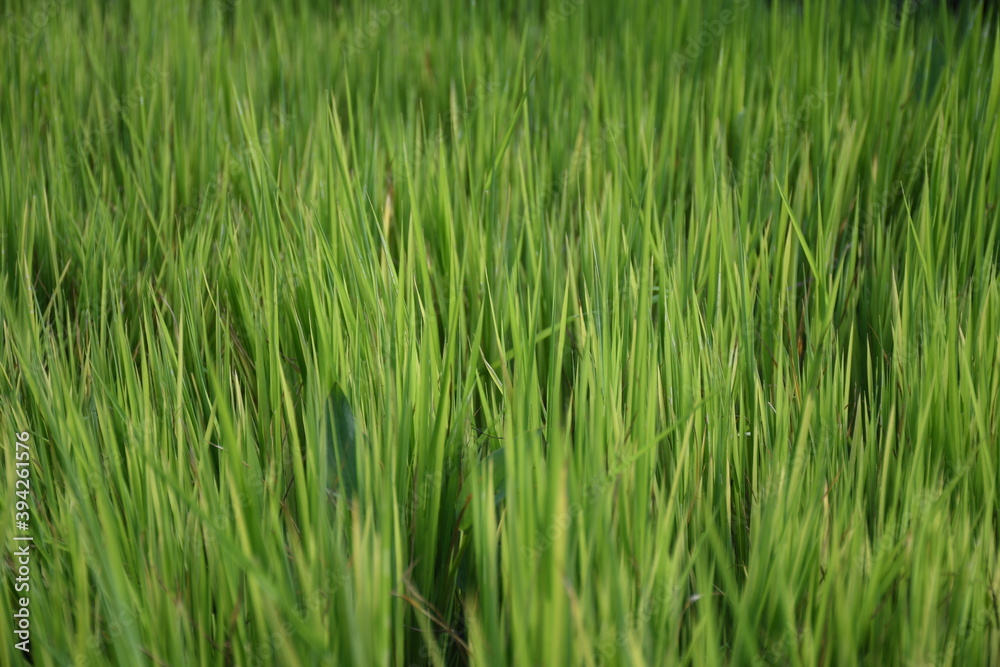 Texture verde di campo