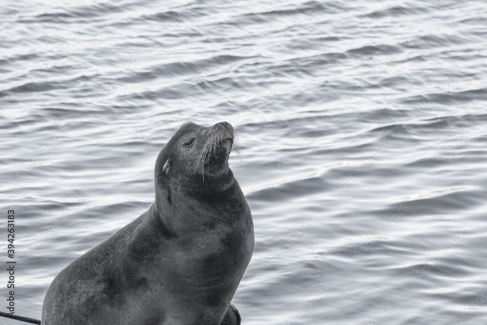 Obraz premium Sea Lion by the water