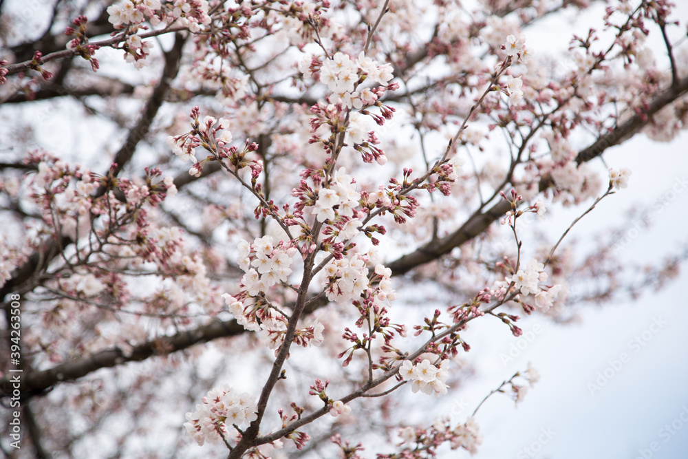 Cherry blossoms in Tokyo_02
